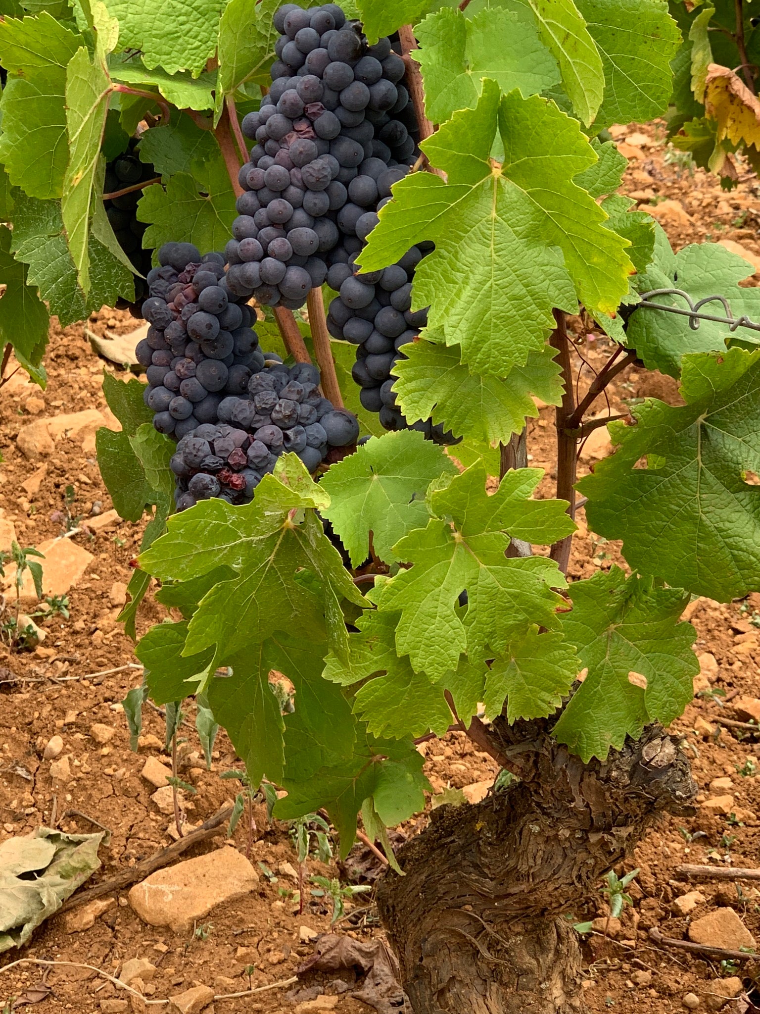 Yonne-der into Burgundy