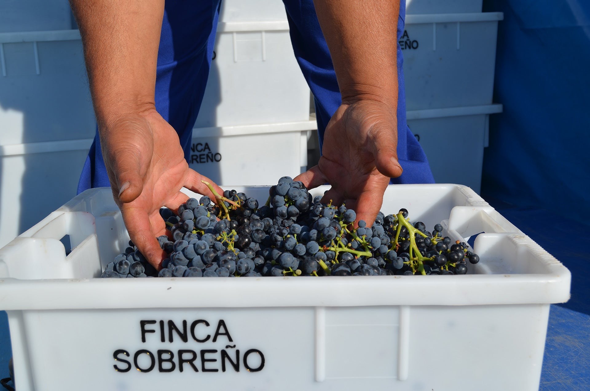 Wines of Toro - Finca Sobreno