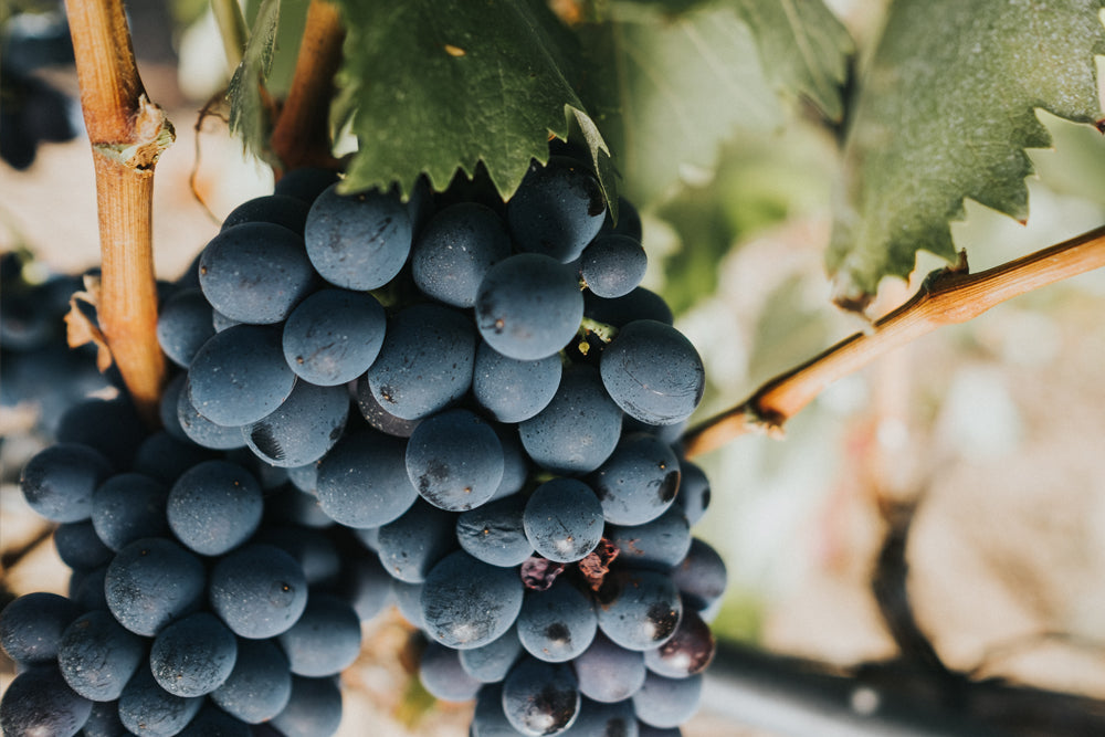 Wines of Puglia in Southern Italy