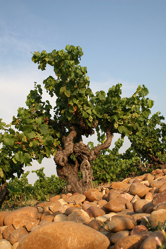 Domaine Juliette Avril Chateauneuf du Pape Cuvee Maxence