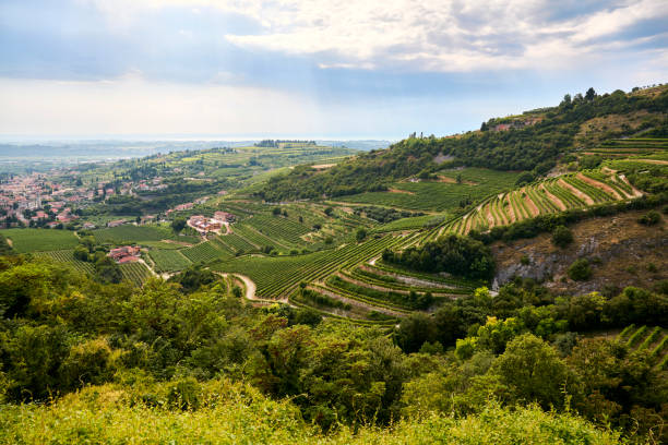 Valpolicella - Italy