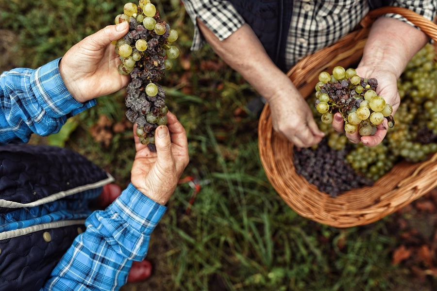 Tokaji wines of Hungary