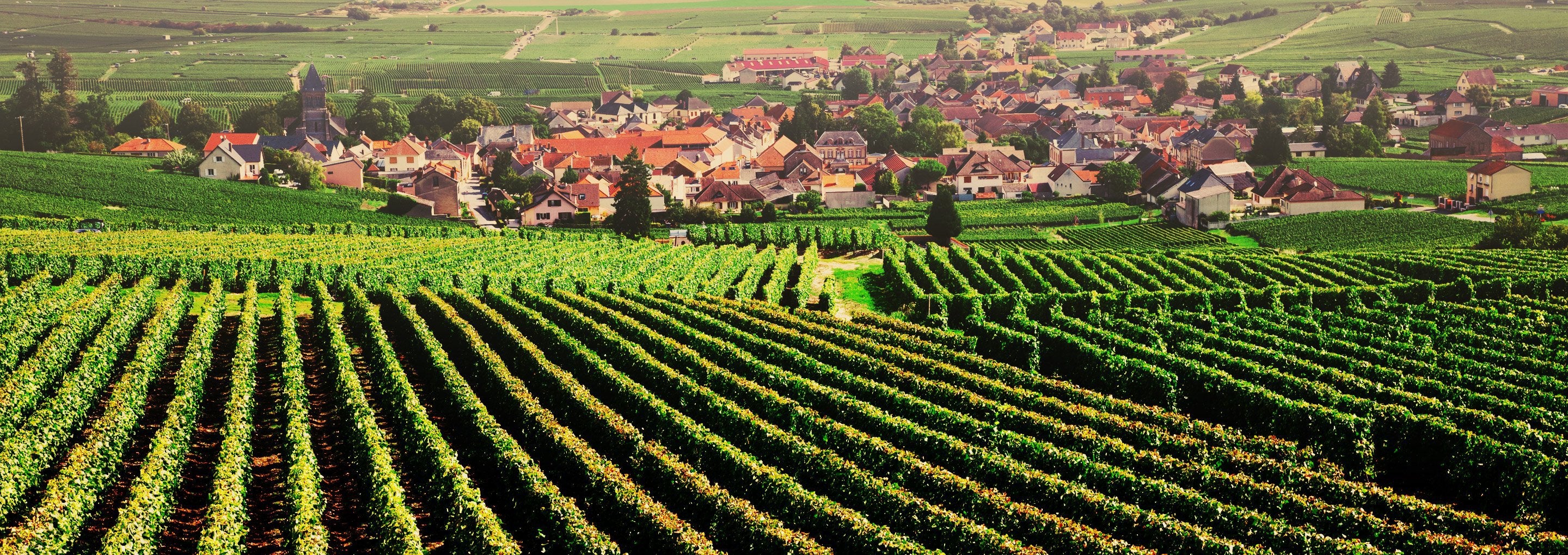 Burgundy-Wineseeker