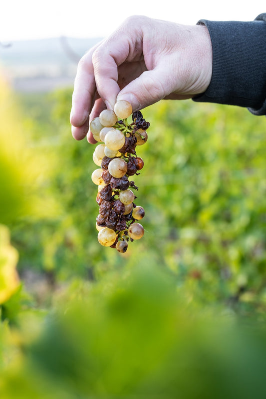 Holdvolgy 'Signature' Tokaj 375ml