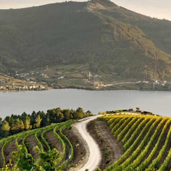 Vuela Paloma de Plata Albarino Rias Baixas